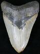 Large Megalodon Tooth - North Carolina #21668-1